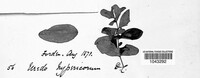 Melampsora hypericorum image